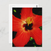 Red Hibiscus Briefkaart (Voorkant / Achterkant)
