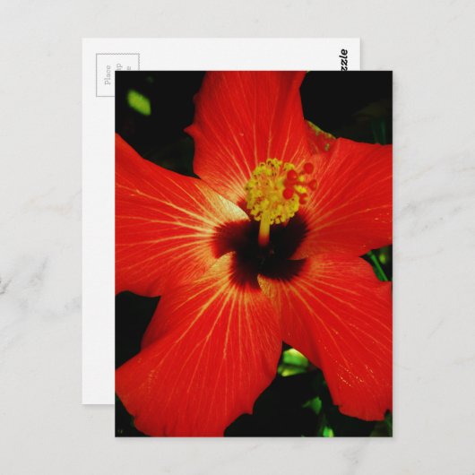 Red Hibiscus Briefkaart (Voorkant / Achterkant)