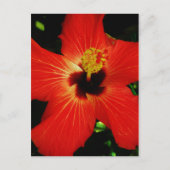Red Hibiscus Briefkaart (Voorkant)