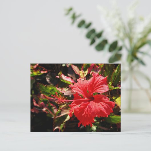Red Hibiscus Briefkaart (Staand voorkant)