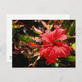 Red Hibiscus Briefkaart (Voorkant / Achterkant)