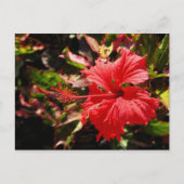 Red Hibiscus Briefkaart (Voorkant)