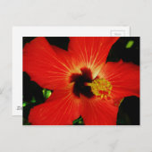 Red Hibiscus Briefkaart (Voorkant / Achterkant)