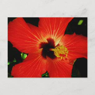 Red Hibiscus Briefkaart
