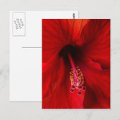 Red Hibiscus Briefkaart (Voorkant / Achterkant)