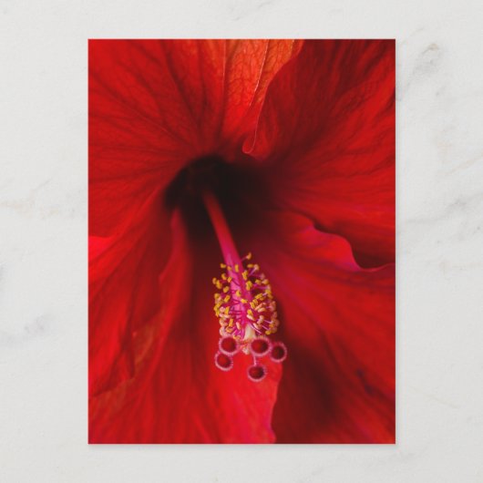Red Hibiscus Briefkaart (Voorkant)