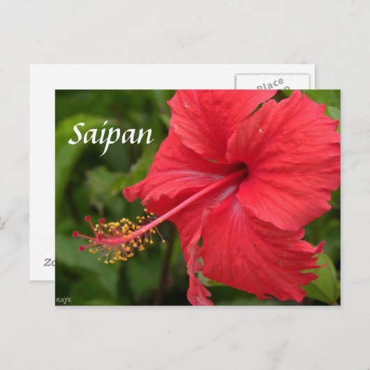 Red Hibiscus Briefkaart (Voorkant / Achterkant)