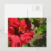 Red Hibiscus Briefkaart (Voorkant / Achterkant)