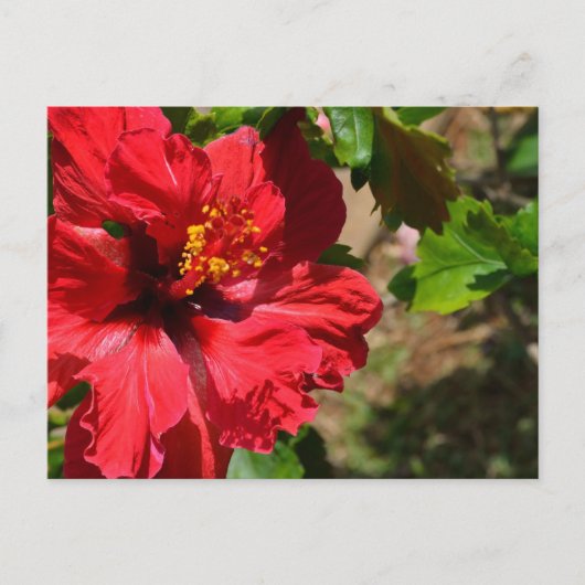 Red Hibiscus Briefkaart (Voorkant)