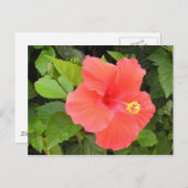 Red Hibiscus Briefkaart (Voorkant / Achterkant)