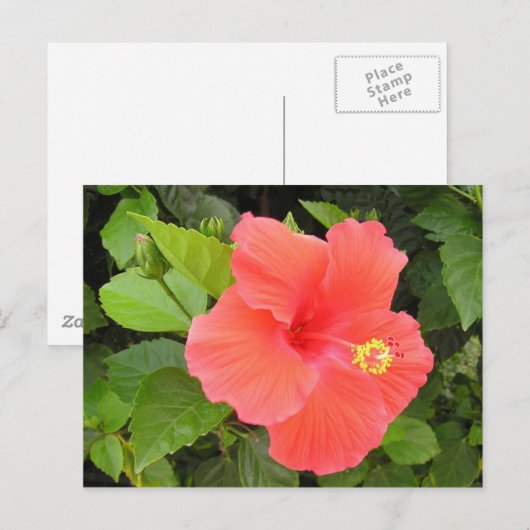 Red Hibiscus Briefkaart (Voorkant / Achterkant)