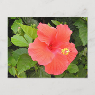 Red Hibiscus Briefkaart