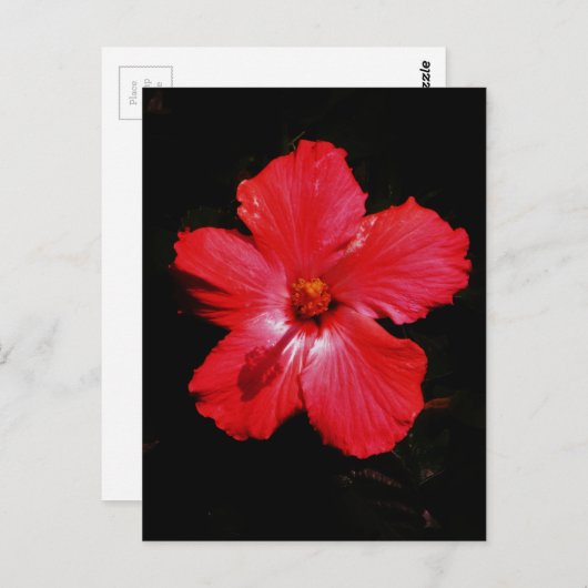 Red Hibiscus Briefkaart (Voorkant / Achterkant)