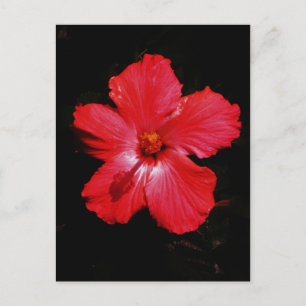 Red Hibiscus Briefkaart