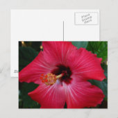 Red Hibiscus Briefkaart (Voorkant / Achterkant)