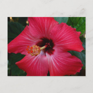 Red Hibiscus Briefkaart
