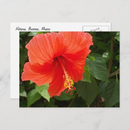 Red Hibiscus, Bucerias Briefkaart (Voorkant / Achterkant)