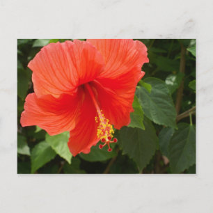 Red Hibiscus, Bucerias Briefkaart