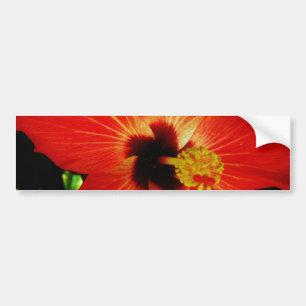 Red Hibiscus Bumpersticker