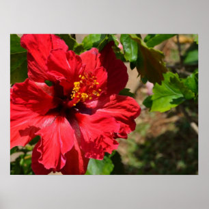 Red Hibiscus Canvas Afdrukken Poster