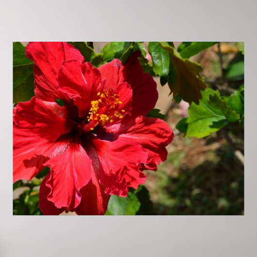 Red Hibiscus Canvas Afdrukken Poster (Voorkant)