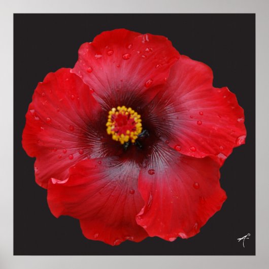 Red Hibiscus; Canvas Print (Voorkant)