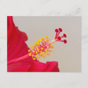 Red Hibiscus Closeup of Pistil and Stamen Briefkaart