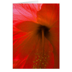 Red Hibiscus Flower