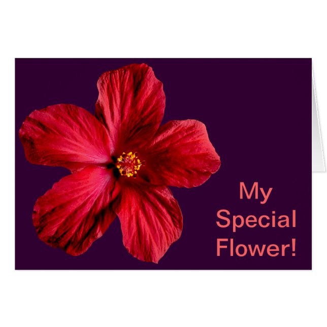 Red Hibiscus Flower (Voorkant Horizontaal)