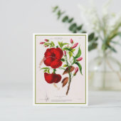 Red Hibiscus Flower Botanical Drawing Briefkaart (Staand voorkant)