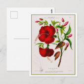 Red Hibiscus Flower Botanical Drawing Briefkaart (Voorkant / Achterkant)