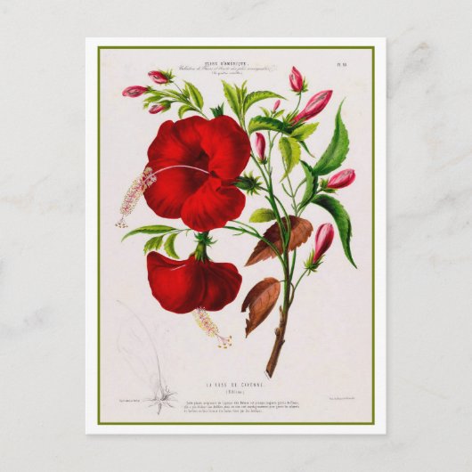 Red Hibiscus Flower Botanical Drawing Briefkaart (Voorkant)