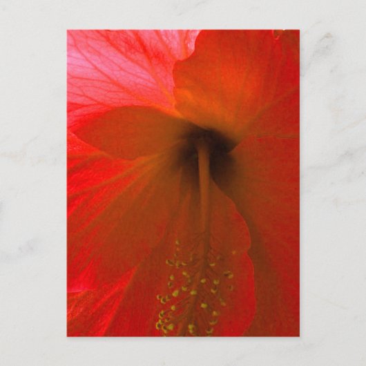 Red Hibiscus Flower Briefkaart (Voorkant)