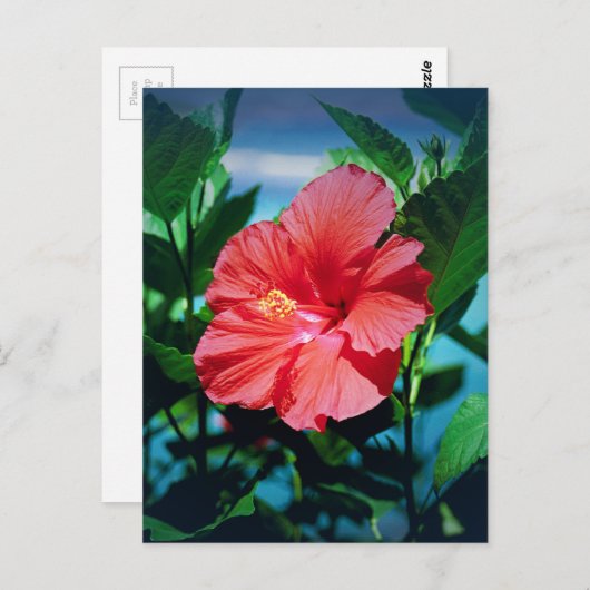 Red Hibiscus Flower Briefkaart (Voorkant / Achterkant)