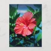 Red Hibiscus Flower Briefkaart (Voorkant)