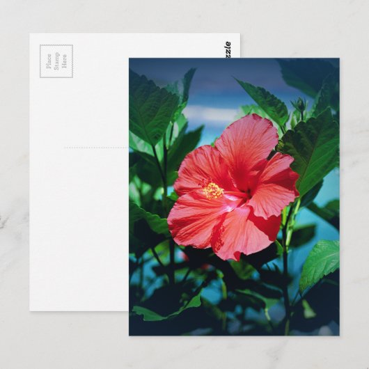 Red Hibiscus Flower Briefkaart (Voorkant / Achterkant)