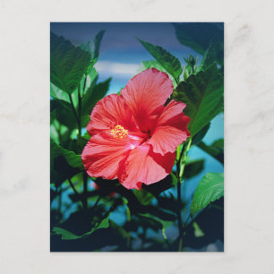 Red Hibiscus Flower Briefkaart