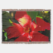 Red Hibiscus Flower in Sunlight