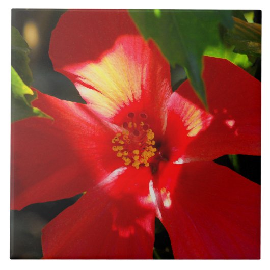 Red Hibiscus Flower in Sunlight Tegeltje (Voorkant)