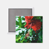 Red Hibiscus Flower Magneet (Voorkant / Achterkant)