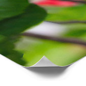 Red Hibiscus Flower Poster (Hoek)
