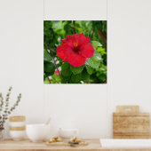 Red Hibiscus Flower Poster (Keuken)