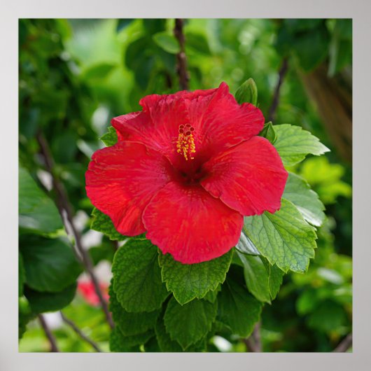 Red Hibiscus Flower Poster (Voorkant)