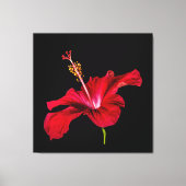 Red Hibiscus Flower Side Uitzicht Canvas Afdruk (Voorkant)
