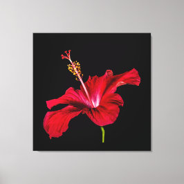 Red Hibiscus Flower Side Uitzicht Canvas Afdruk