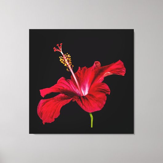 Red Hibiscus Flower Side Uitzicht Canvas Afdruk (Voorkant)