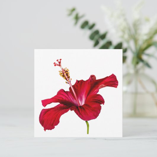 Red Hibiscus Flower Side Uitzicht Kaart (Staand voorkant)