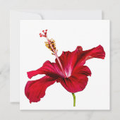 Red Hibiscus Flower Side Uitzicht Kaart (Voorkant)
