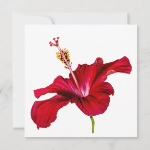 Red Hibiscus Flower Side Uitzicht Kaart