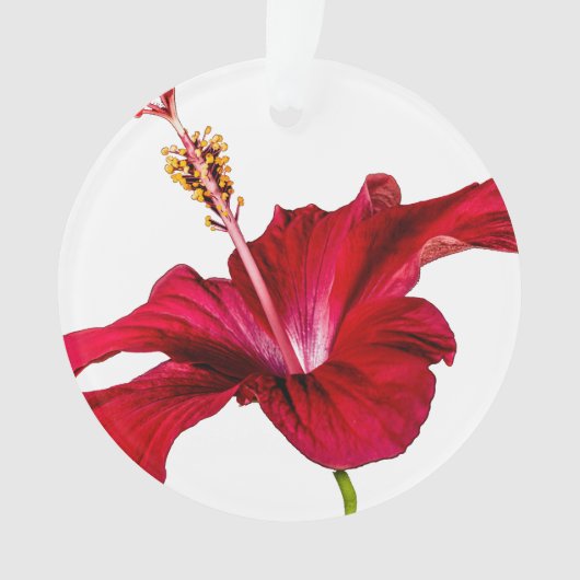 Red Hibiscus Flower Side Uitzicht Ornament (voorkant)